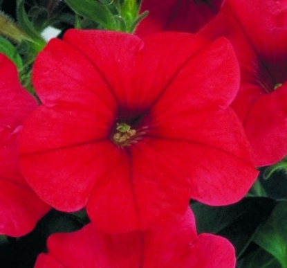 Picture of Petunia - Merlin Series F1 - Red